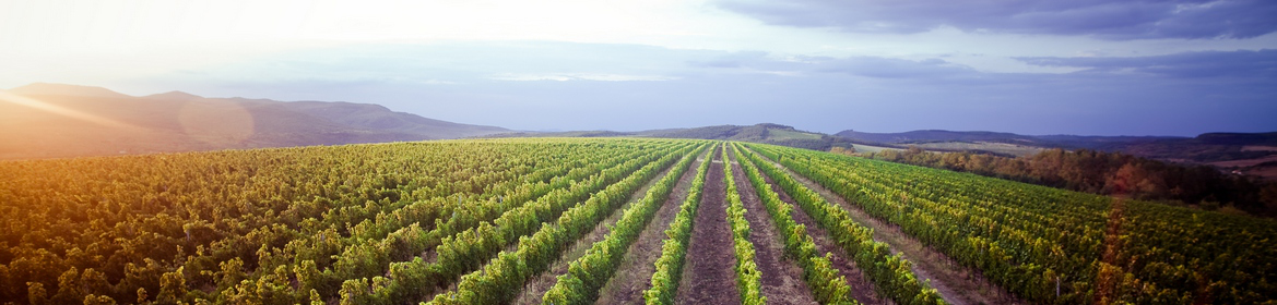 Szőlőtőkék - Petrény Winery